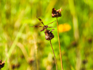 Eastern amberwing skimmer dragonfly