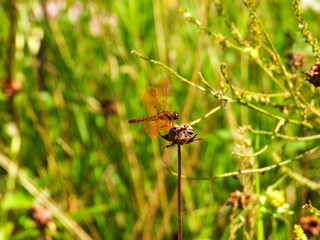 Eastern amberwing skimmer dragonfly