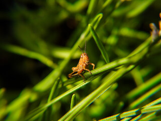 Differential Grasshopper on grass