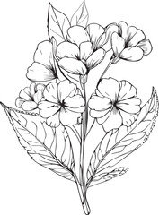 
Detailed flower coloring pages, sketch contour bouquet of primrose flowers, Sketch primula flower drawing, flower cluster drawing, Easy flowers coloring pages, February birth coloring pages for adult - obrazy, fototapety, plakaty