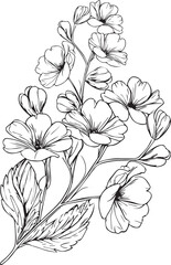 Topical flower prime coloring pages. pansy flower line art, pansy flower tattoo designs, Realistic flower coloring pages, primrose flower vector sketch traditional primrose tattoo and primula tattoos. - obrazy, fototapety, plakaty