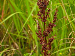 Common blue damselfly on plant