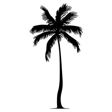 Palm tree silhouette. Vector illustration