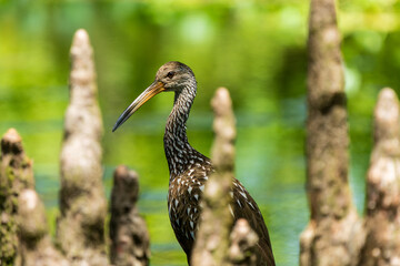 Limpkin in the Swamp