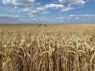 grain harvest in drought period