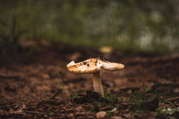 Mushrooms in the forest