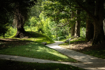Old massive trees in Shekvetili Dendrological Park in Batumi Georgia