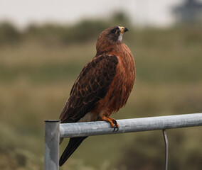 Red tailed hawk