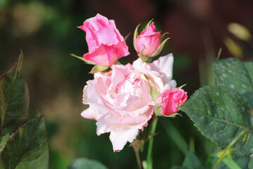 pink rose flower macro photo
