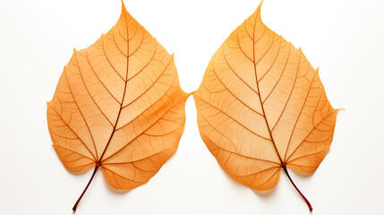 Set of golden leaves skeletons. Fallen foliage for autumn designs, Created using generative AI tools.