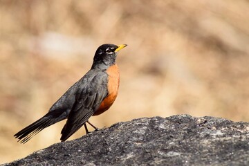 red winged blackbird