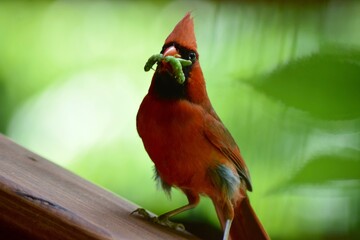 red headed woodpecker