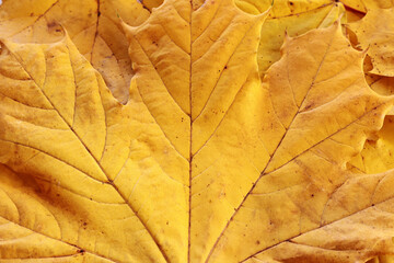 Vibrant yellow autumn maple leaves background, close up. Macro photo of fallen foliage. Concept of...
