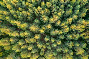 aerial view of pine trees growing on a summer day. pine forest from above