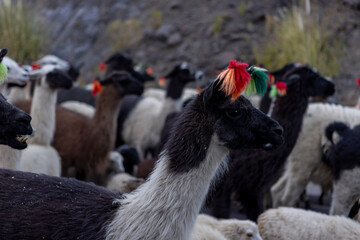 Herd of llamas on a road through the Bolivian Andes - traveling and exploring Boliva, South America
