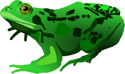 rana verde, manchas, anfibio, rana, moteada, sapo anifibio, rana americana, vector