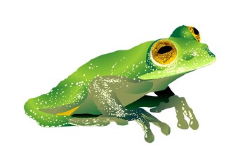 rana, anfibio, rana de hoja, arborea, rana voladora, vector, verde