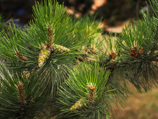 twig with green young pine cones in natural environment, source of resin and essential oil