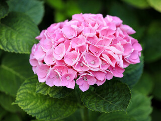 One Bright beautiful pink hydrangea inflorescences on the bush. The flowering of a hydrangea bush. Summer bright flower. Natural background. Growing pink hydrangeas in the garden.