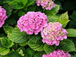 Bright beautiful pink hydrangea inflorescences on the bush. The flowering of a hydrangea bush. Summer bright flower. Natural background. Growing pink hydrangeas in the garden.
