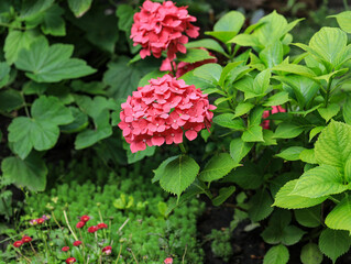 Bright beautiful pink hydrangea inflorescences on the bush. Growing red hydrangeas in the garden. The flowering of a hydrangea bush. Summer bright flower. Natural background.