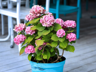 Growing pink hydrangeas in a pot. Bright beautiful pink hydrangea inflorescences on the bush. A small bush of flowering hydrangea in a blue pot on the terrace. Summer bright flower. Natural background