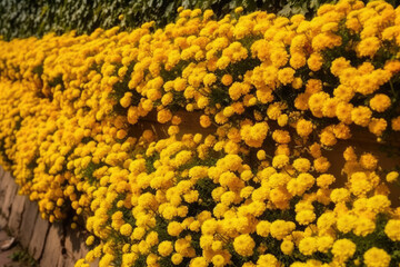 Wall of bright yellow flowers background.