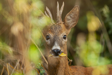 deer in the woods eating a leaf wild nature concept