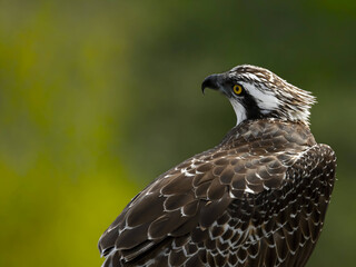 Fishing eagle close up wildlife nature