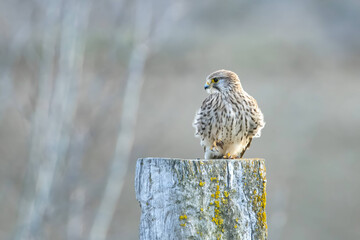 Kestrel perched on a branch wildlife nature