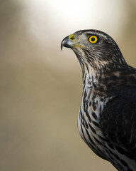 Close up of a goshawk wildlife nature 