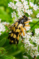 gelbschwarzes Paar