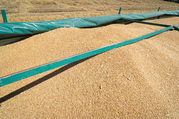 Kornwagen gefüllt mit Getreide, grüne Plane an der Seite dient als Wind -und Regenschutz, wird...
