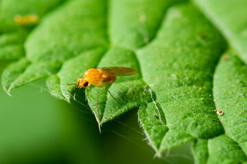 Mücke auf dem Blatt