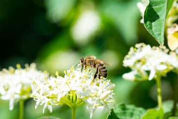 kleine Biene © bilidi-kunst