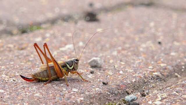 A grasshopper jumps from the pavement. Grasshopper on the pavement. A grasshopper warms up on the road