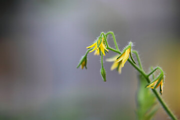 家庭菜園でミニトマトの花