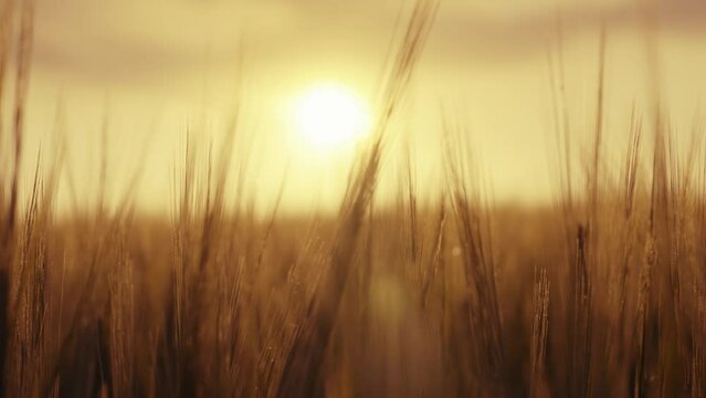 Sunset over the Wheat Field. Macro of wheat and barley in early summer, slow motion