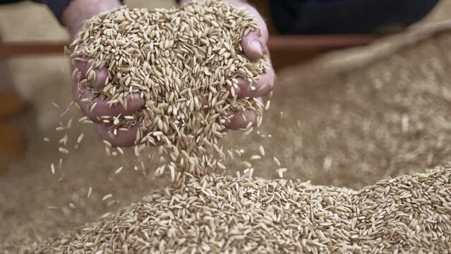 Jasmine rice from the field on farmer hands, a higher quality type of rice poured in slow motion