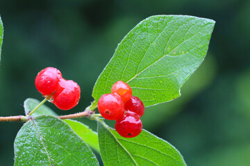 Red berry (Red Chokeberry) in the summer rain day, New England, US