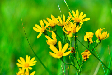 Yellow, beautiful meadow flowers green background.