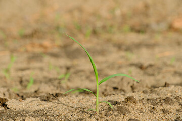 Green sprout sprouted through dry land.