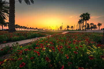 Beautiful sunrise view in Al-Khobar Corniche -Saudi Arabia.