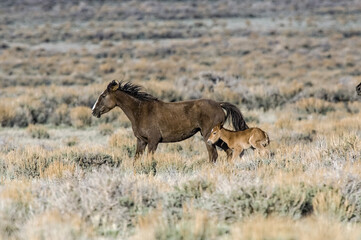 Wild mustang mare running with foal in the Colorado high desert