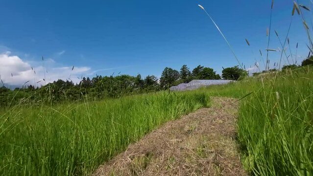 モアで草を刈った跡