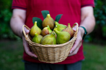 a man holds a wicker basket full of ripe, freshly picked figs
