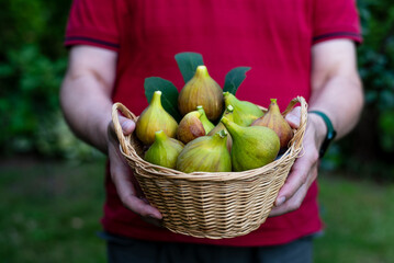 a man holds a wicker basket full of ripe, freshly picked figs