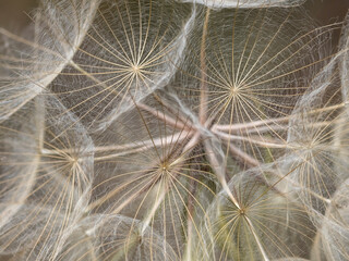 nasiona big dmuchawca dandelion duży