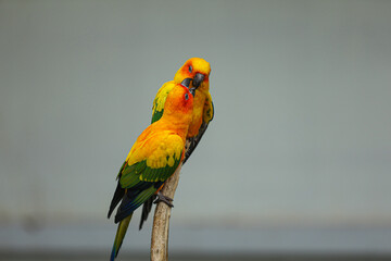 red and yellow macaw