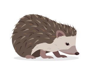 Cute Hedgehog animal. Prickly hedgehog icon. Wild mammal forest animal character. Vector illustration isolated on white background.